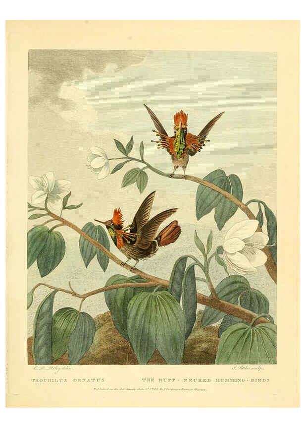 Reproducción/Reproduction 6059575314: Musei Leveriani explicatio, anglica et latina [London] :Impensis Jacobi Parkinson,1792-1796