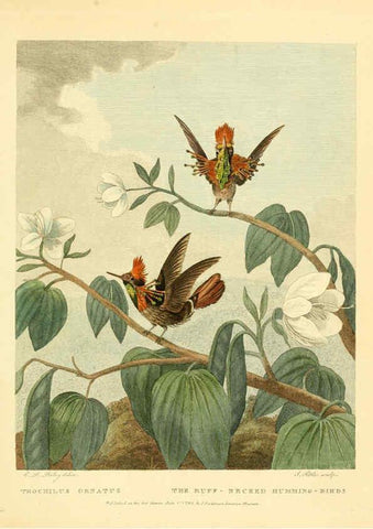 Reproducción/Reproduction 6059575314: Musei Leveriani explicatio, anglica et latina [London] :Impensis Jacobi Parkinson,1792-1796
