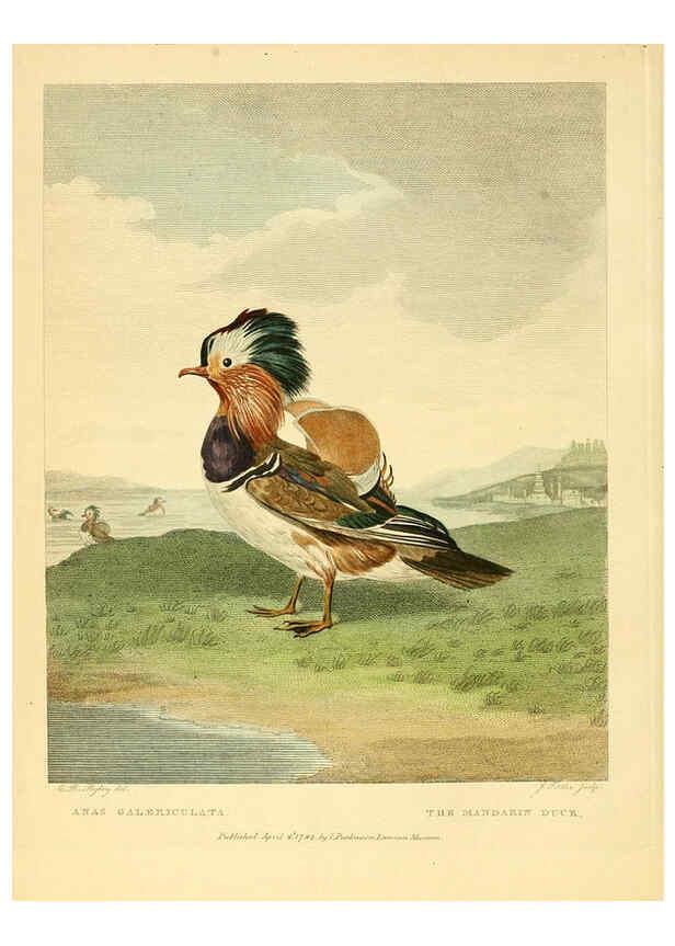 Reproducción/Reproduction 6059025827: Musei Leveriani explicatio, anglica et latina [London] :Impensis Jacobi Parkinson,1792-1796