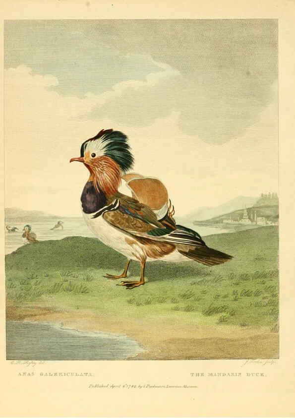 Reproducción/Reproduction 6059025827: Musei Leveriani explicatio, anglica et latina [London] :Impensis Jacobi Parkinson,1792-1796