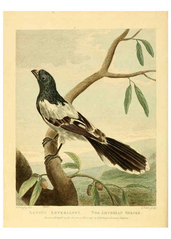 Reproducción/Reproduction 6059034301: Musei Leveriani explicatio, anglica et latina [London] :Impensis Jacobi Parkinson,1792-1796