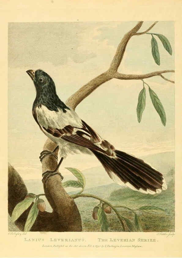 Reproducción/Reproduction 6059034301: Musei Leveriani explicatio, anglica et latina [London] :Impensis Jacobi Parkinson,1792-1796