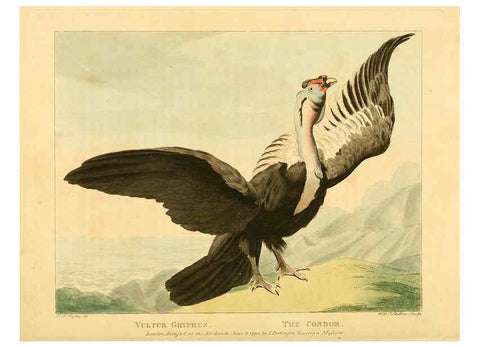 Reproducción/Reproduction 6059582248: Musei Leveriani explicatio, anglica et latina [London] :Impensis Jacobi Parkinson,1792-1796
