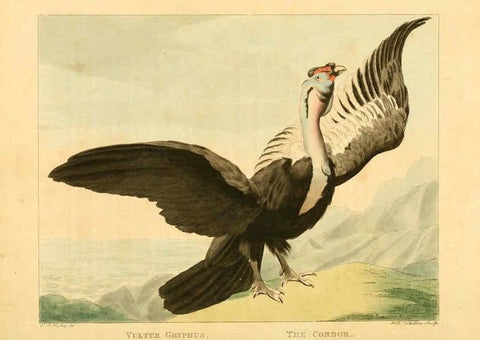 Reproducción/Reproduction 6059582248: Musei Leveriani explicatio, anglica et latina [London] :Impensis Jacobi Parkinson,1792-1796