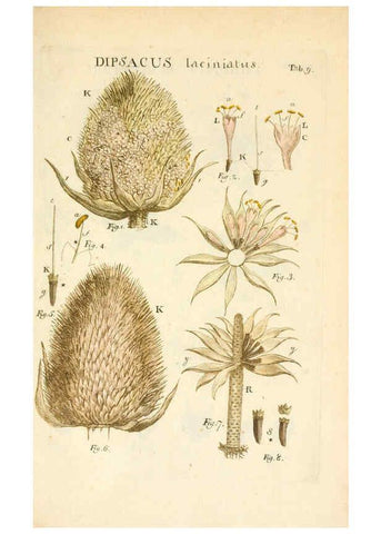 Reproducción/Reproduction 6059654120: Illustratio systematis sexualis Linnaeani Francofurti ad Moenum,Varrentrapp et Wenner,1789