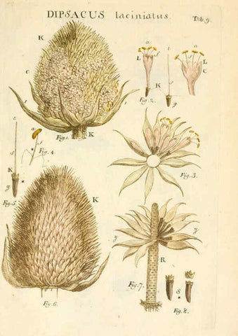 Reproducción/Reproduction 6059654120: Illustratio systematis sexualis Linnaeani Francofurti ad Moenum,Varrentrapp et Wenner,1789