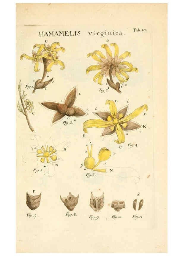 Reproducción/Reproduction 6059106925: Illustratio systematis sexualis Linnaeani Francofurti ad Moenum,Varrentrapp et Wenner,1789