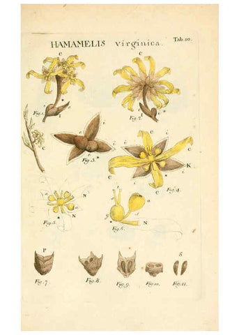 Reproducción/Reproduction 6059106925: Illustratio systematis sexualis Linnaeani Francofurti ad Moenum,Varrentrapp et Wenner,1789
