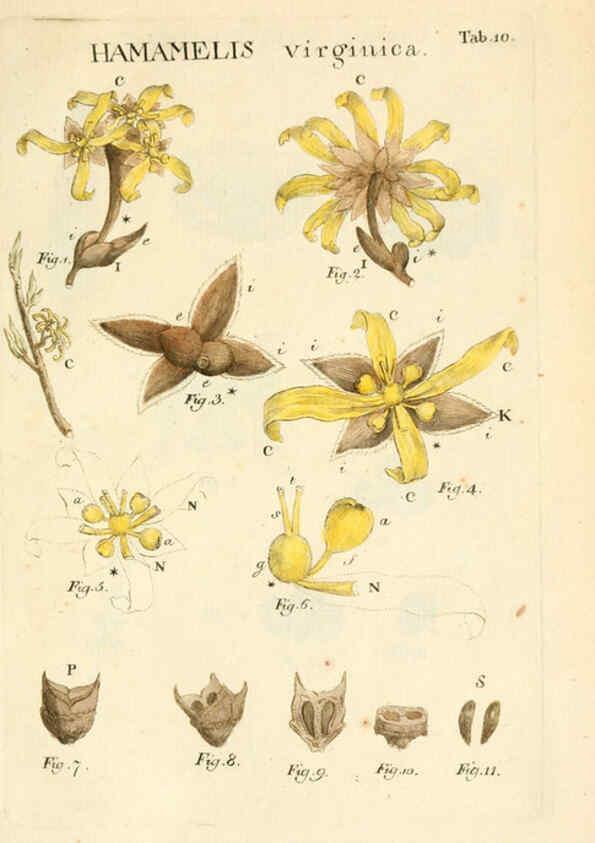 Reproducción/Reproduction 6059106925: Illustratio systematis sexualis Linnaeani Francofurti ad Moenum,Varrentrapp et Wenner,1789
