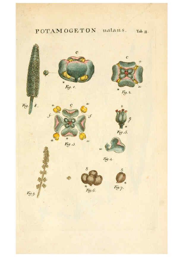 Reproducción/Reproduction 6059654672: Illustratio systematis sexualis Linnaeani Francofurti ad Moenum,Varrentrapp et Wenner,1789