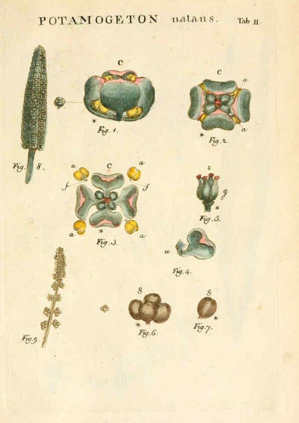 Reproducción/Reproduction 6059654672: Illustratio systematis sexualis Linnaeani Francofurti ad Moenum,Varrentrapp et Wenner,1789