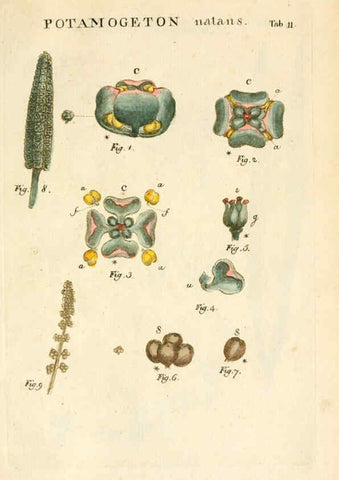 Reproducción/Reproduction 6059654672: Illustratio systematis sexualis Linnaeani Francofurti ad Moenum,Varrentrapp et Wenner,1789