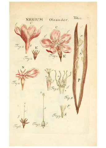 Reproducción/Reproduction 6059654884: Illustratio systematis sexualis Linnaeani Francofurti ad Moenum,Varrentrapp et Wenner,1789
