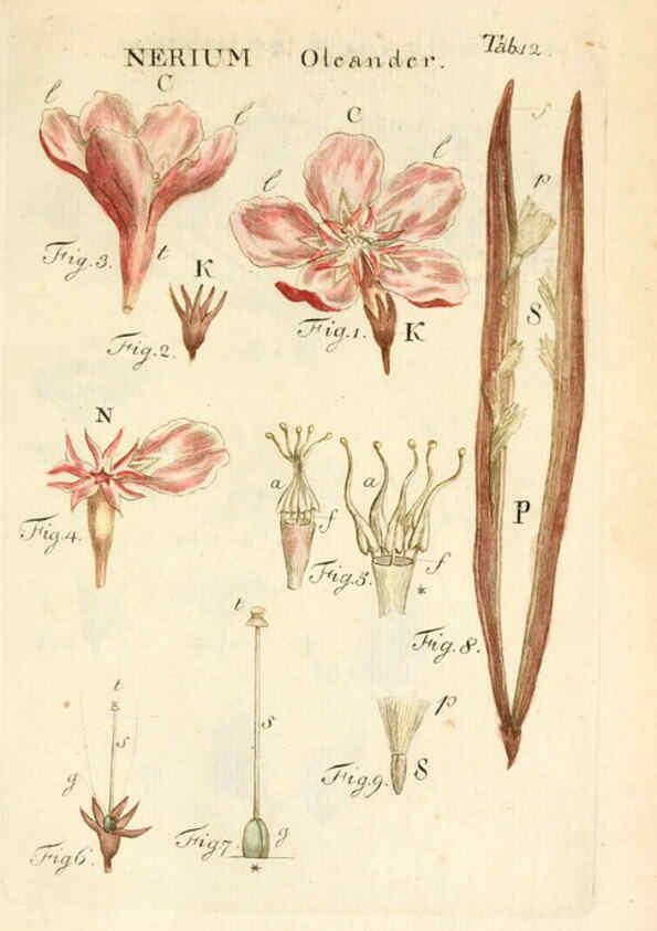 Reproducción/Reproduction 6059654884: Illustratio systematis sexualis Linnaeani Francofurti ad Moenum,Varrentrapp et Wenner,1789