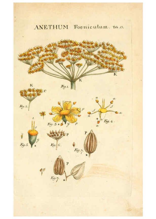 Reproducción/Reproduction 6059107609: Illustratio systematis sexualis Linnaeani Francofurti ad Moenum,Varrentrapp et Wenner,1789