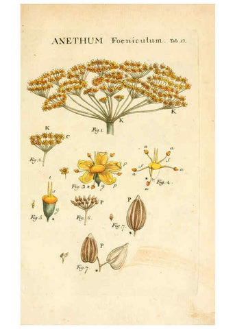 Reproducción/Reproduction 6059107609: Illustratio systematis sexualis Linnaeani Francofurti ad Moenum,Varrentrapp et Wenner,1789