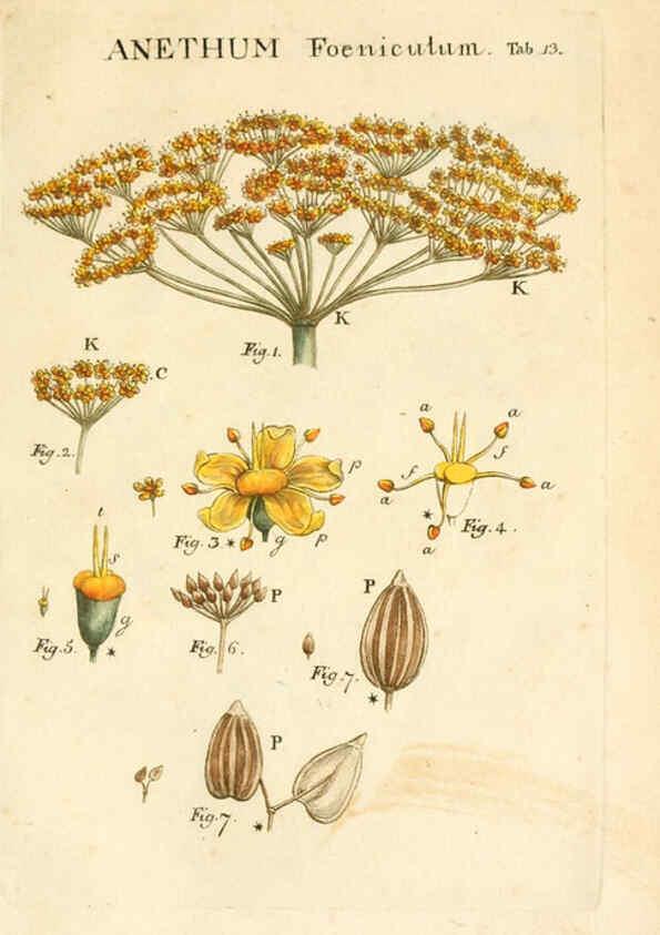 Reproducción/Reproduction 6059107609: Illustratio systematis sexualis Linnaeani Francofurti ad Moenum,Varrentrapp et Wenner,1789