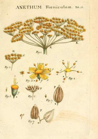 Reproducción/Reproduction 6059107609: Illustratio systematis sexualis Linnaeani Francofurti ad Moenum,Varrentrapp et Wenner,1789