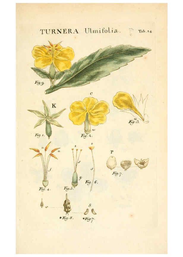 Reproducción/Reproduction 6059107921: Illustratio systematis sexualis Linnaeani Francofurti ad Moenum,Varrentrapp et Wenner,1789
