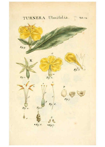 Reproducción/Reproduction 6059107921: Illustratio systematis sexualis Linnaeani Francofurti ad Moenum,Varrentrapp et Wenner,1789