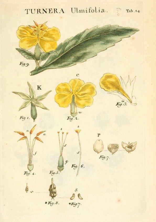 Reproducción/Reproduction 6059107921: Illustratio systematis sexualis Linnaeani Francofurti ad Moenum,Varrentrapp et Wenner,1789