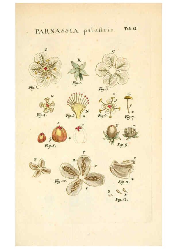 Reproducción/Reproduction 6059108121: Illustratio systematis sexualis Linnaeani Francofurti ad Moenum,Varrentrapp et Wenner,1789