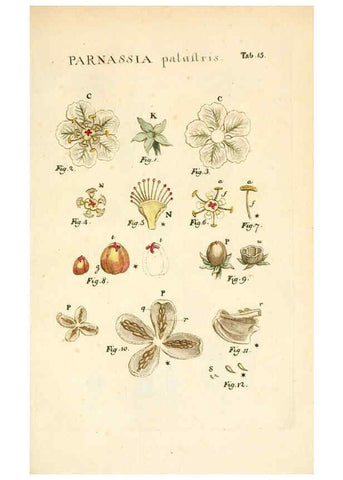 Reproducción/Reproduction 6059108121: Illustratio systematis sexualis Linnaeani Francofurti ad Moenum,Varrentrapp et Wenner,1789