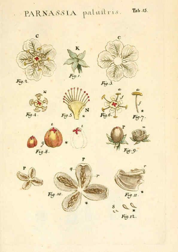 Reproducción/Reproduction 6059108121: Illustratio systematis sexualis Linnaeani Francofurti ad Moenum,Varrentrapp et Wenner,1789