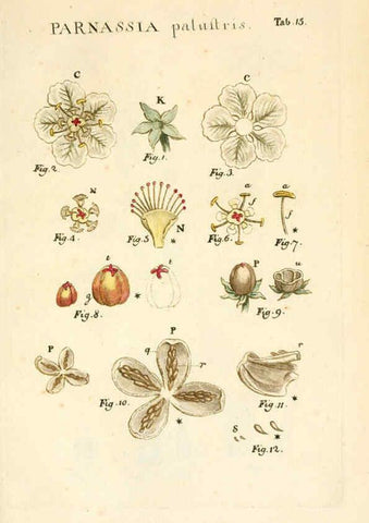Reproducción/Reproduction 6059108121: Illustratio systematis sexualis Linnaeani Francofurti ad Moenum,Varrentrapp et Wenner,1789