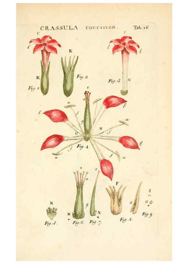 Reproducción/Reproduction 6059108321: Illustratio systematis sexualis Linnaeani Francofurti ad Moenum,Varrentrapp et Wenner,1789