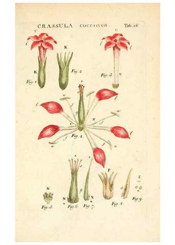 Reproducción/Reproduction 6059108321: Illustratio systematis sexualis Linnaeani Francofurti ad Moenum,Varrentrapp et Wenner,1789