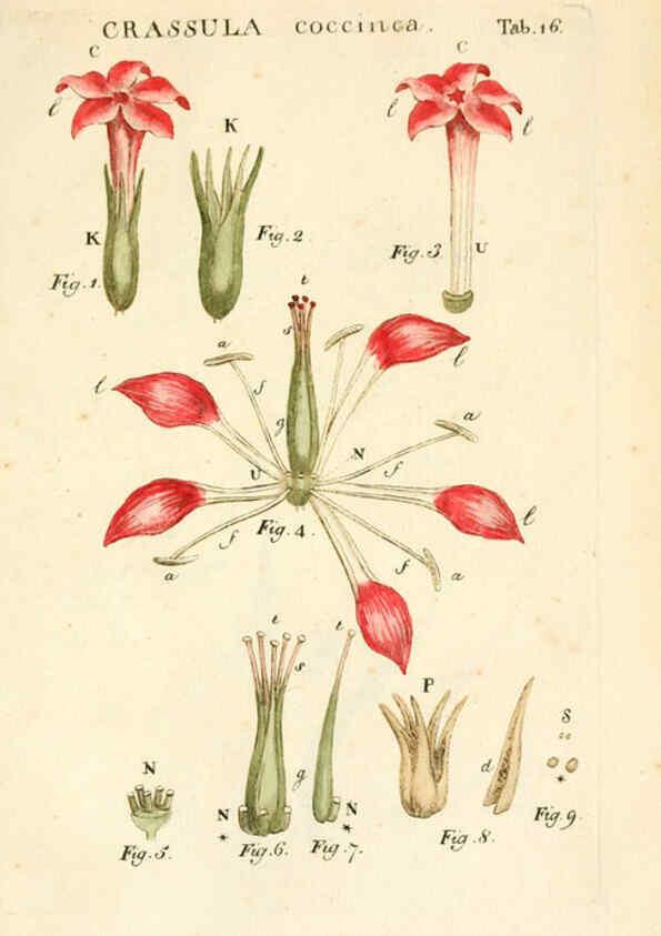 Reproducción/Reproduction 6059108321: Illustratio systematis sexualis Linnaeani Francofurti ad Moenum,Varrentrapp et Wenner,1789