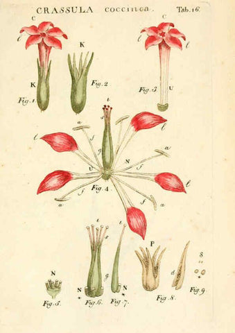Reproducción/Reproduction 6059108321: Illustratio systematis sexualis Linnaeani Francofurti ad Moenum,Varrentrapp et Wenner,1789