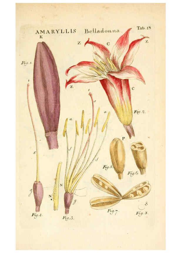 Reproducción/Reproduction 6059656000: Illustratio systematis sexualis Linnaeani Francofurti ad Moenum,Varrentrapp et Wenner,1789