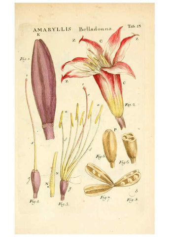 Reproducción/Reproduction 6059656000: Illustratio systematis sexualis Linnaeani Francofurti ad Moenum,Varrentrapp et Wenner,1789