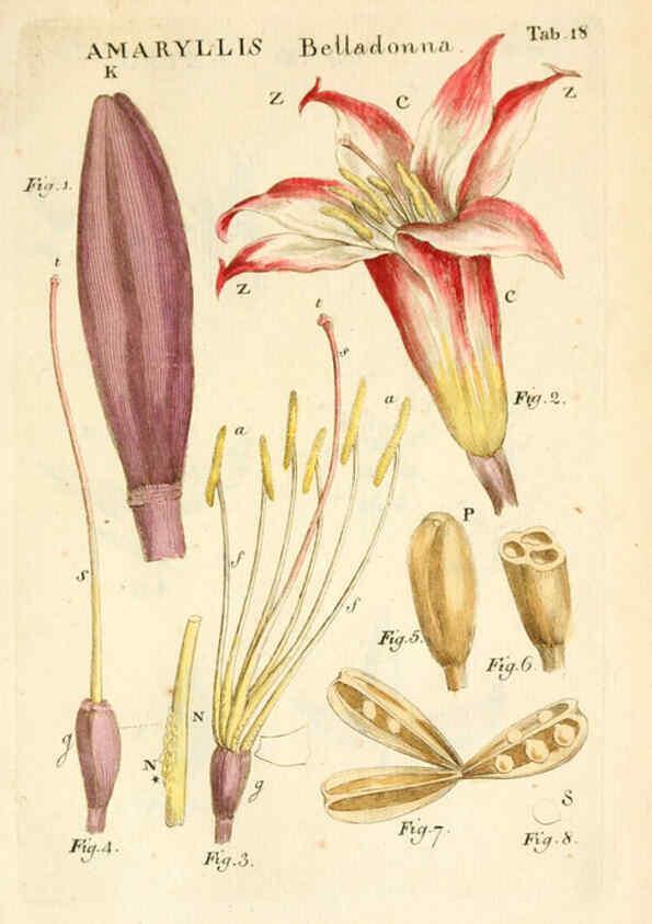 Reproducción/Reproduction 6059656000: Illustratio systematis sexualis Linnaeani Francofurti ad Moenum,Varrentrapp et Wenner,1789