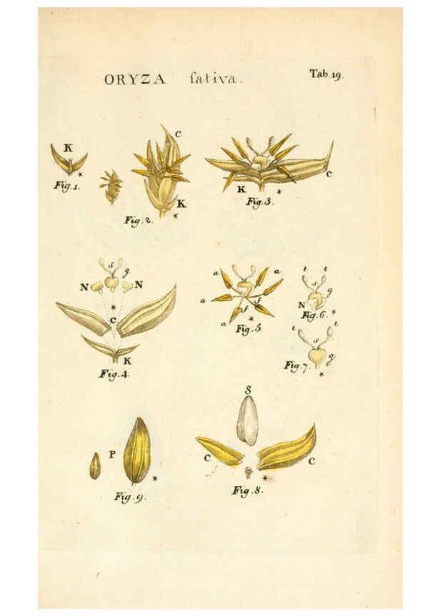 Reproducción/Reproduction 6059656260: Illustratio systematis sexualis Linnaeani Francofurti ad Moenum,Varrentrapp et Wenner,1789