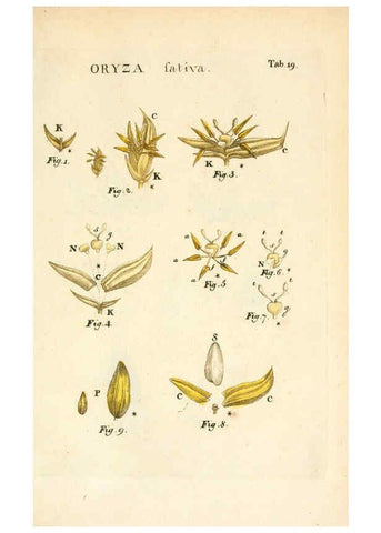 Reproducción/Reproduction 6059656260: Illustratio systematis sexualis Linnaeani Francofurti ad Moenum,Varrentrapp et Wenner,1789