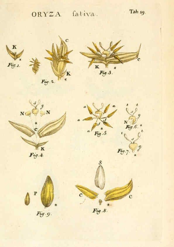 Reproducción/Reproduction 6059656260: Illustratio systematis sexualis Linnaeani Francofurti ad Moenum,Varrentrapp et Wenner,1789