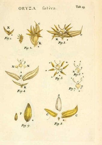 Reproducción/Reproduction 6059656260: Illustratio systematis sexualis Linnaeani Francofurti ad Moenum,Varrentrapp et Wenner,1789