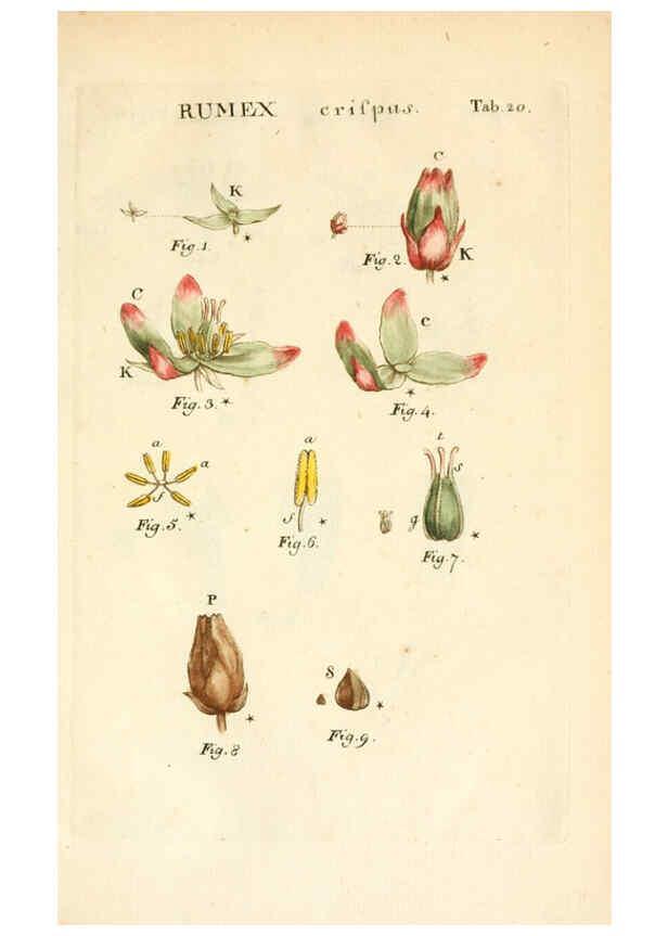 Reproducción/Reproduction 6059656454: Illustratio systematis sexualis Linnaeani Francofurti ad Moenum,Varrentrapp et Wenner,1789
