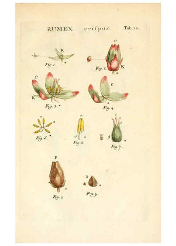 Reproducción/Reproduction 6059656454: Illustratio systematis sexualis Linnaeani Francofurti ad Moenum,Varrentrapp et Wenner,1789