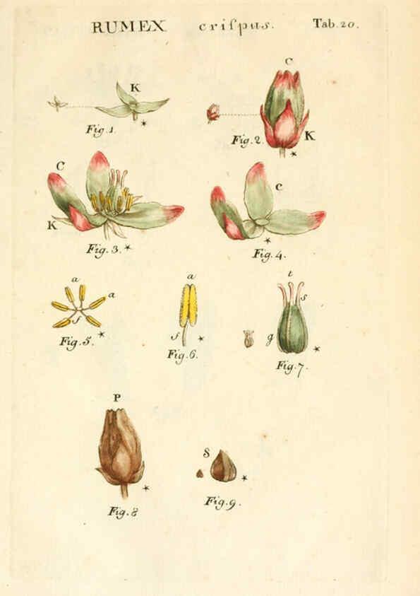 Reproducción/Reproduction 6059656454: Illustratio systematis sexualis Linnaeani Francofurti ad Moenum,Varrentrapp et Wenner,1789
