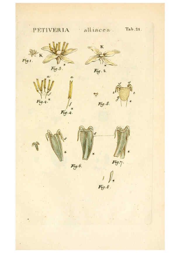 Reproducción/Reproduction 6059656722: Illustratio systematis sexualis Linnaeani Francofurti ad Moenum,Varrentrapp et Wenner,1789