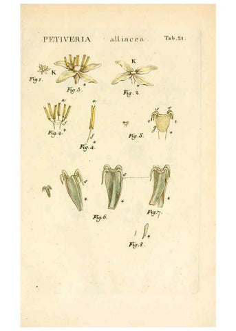 Reproducción/Reproduction 6059656722: Illustratio systematis sexualis Linnaeani Francofurti ad Moenum,Varrentrapp et Wenner,1789
