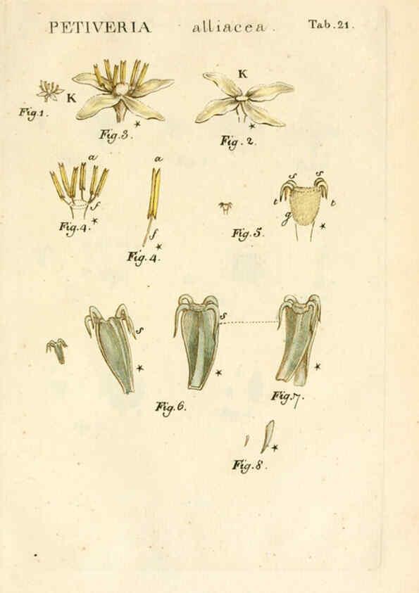 Reproducción/Reproduction 6059656722: Illustratio systematis sexualis Linnaeani Francofurti ad Moenum,Varrentrapp et Wenner,1789