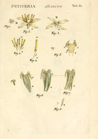 Reproducción/Reproduction 6059656722: Illustratio systematis sexualis Linnaeani Francofurti ad Moenum,Varrentrapp et Wenner,1789