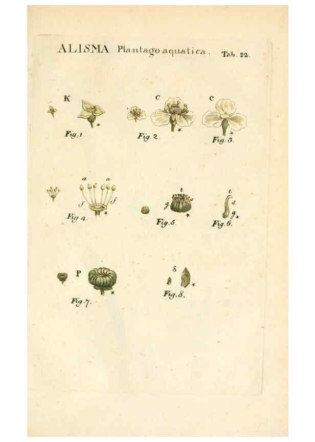 Reproducción/Reproduction 6059109475: Illustratio systematis sexualis Linnaeani Francofurti ad Moenum,Varrentrapp et Wenner,1789