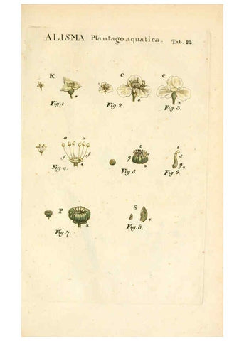 Reproducción/Reproduction 6059109475: Illustratio systematis sexualis Linnaeani Francofurti ad Moenum,Varrentrapp et Wenner,1789