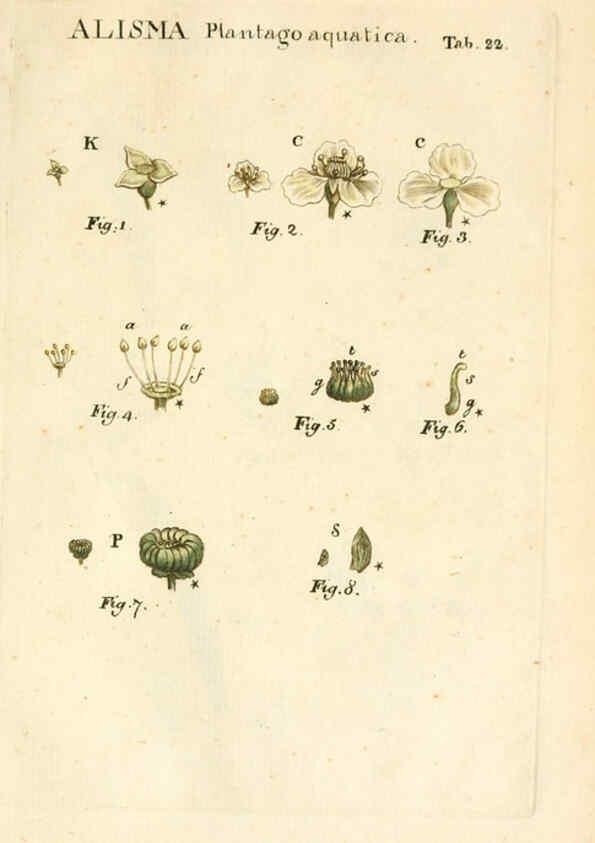 Reproducción/Reproduction 6059109475: Illustratio systematis sexualis Linnaeani Francofurti ad Moenum,Varrentrapp et Wenner,1789
